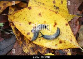 Attēlu rezultāti vaicājumam “Krynickillus melanocephalus”