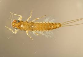 Attēlu rezultāti vaicājumam “Ephemeroptera larva”