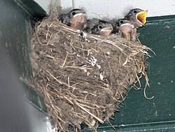 Attēlu rezultāti vaicājumam “Hirundo rustica nest”