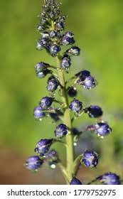 Attēlu rezultāti vaicājumam “Delphinium elatum  bud”