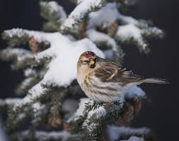 Attēlu rezultāti vaicājumam “Carduelis flammea female”