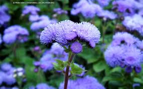 Image result for Leberbalsam