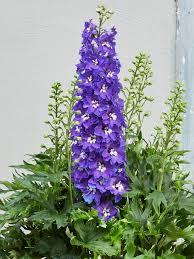 Image result for Delphinium