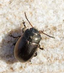 Attēlu rezultāti vaicājumam “Chrysolina staphylaea”