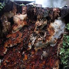 Attēlu rezultāti vaicājumam “Postia guttulata”