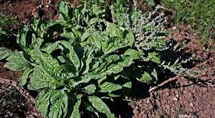 Attēlu rezultāti vaicājumam “Cynoglossum officinale leaf”