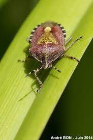 Attēlu rezultāti vaicājumam “Dolycoris baccarum”