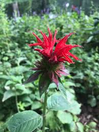 Image result for Monarda didyma