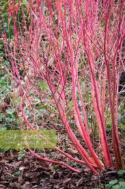Attēlu rezultāti vaicājumam “Euphorbia palustris”