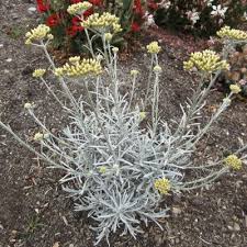Image result for Helichrysum lindleyii
