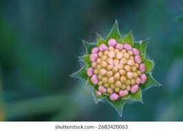 Attēlu rezultāti vaicājumam “Knautia arvensis bud”