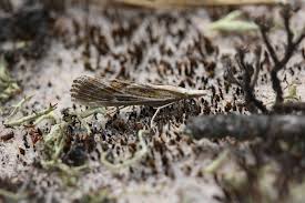 Attēlu rezultāti vaicājumam “Pediasia fascelinella”