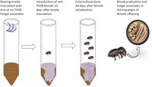 Attēlu rezultāti vaicājumam “Craterium minutum cf. var. brunneum macro”