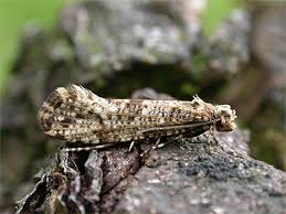 Attēlu rezultāti vaicājumam “Morophaga choragella”