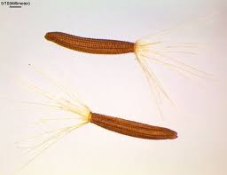 Attēlu rezultāti vaicājumam “Leontodon autumnalis”