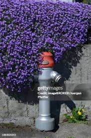 Image result for Aubrieta hybrida (cultorum)