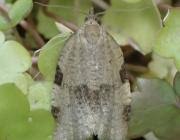 Attēlu rezultāti vaicājumam “Lozotaenia forsterana”