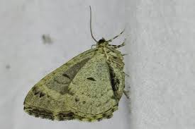 Attēlu rezultāti vaicājumam “Ecliptopera silaceata”