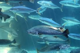 Image result for Argyrosomus japonicus