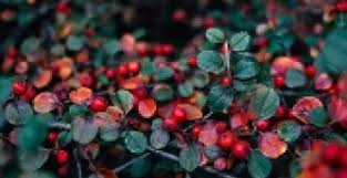 Attēlu rezultāti vaicājumam “Arctostaphylos uva-ursi leaf”