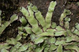 Attēlu rezultāti vaicājumam “Reboulia hemisphaerica”