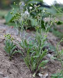 Attēlu rezultāti vaicājumam “Senecio vulgaris flower”