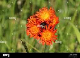 Attēlu rezultāti vaicājumam “Pilosella aurantiaca flower”