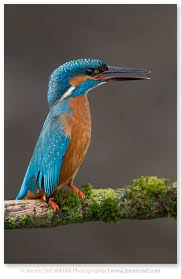 Attēlu rezultāti vaicājumam “Alcedo atthis”