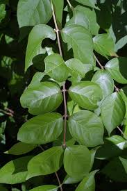 Attēlu rezultāti vaicājumam “Lonicera xylosteum leaf”