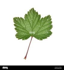 Attēlu rezultāti vaicājumam “Ribes spicatum”