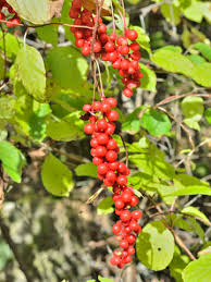 Attēlu rezultāti vaicājumam “Schisandra chinensis flower”
