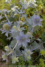 Attēlu rezultāti vaicājumam “Eryngium maritimum”