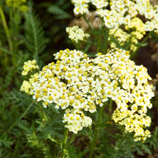 Attēlu rezultāti vaicājumam “Achillea salicifolia”