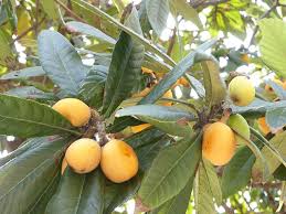 Attēlu rezultāti vaicājumam “Listera ovata fruit”