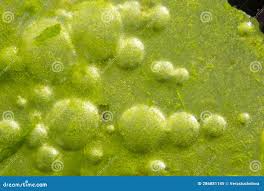 Attēlu rezultāti vaicājumam “Cyanophyta”