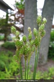 Attēlu rezultāti vaicājumam “Carex globularis”