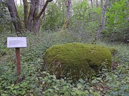 Attēlu rezultāti vaicājumam “Oenothera rubricauli”