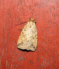 Attēlu rezultāti vaicājumam “Agonopterix aranella”