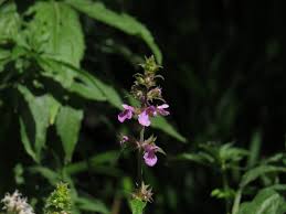 Attēlu rezultāti vaicājumam “Stachys palustris bud”