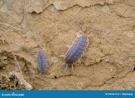 Attēlu rezultāti vaicājumam “Oniscoidea”