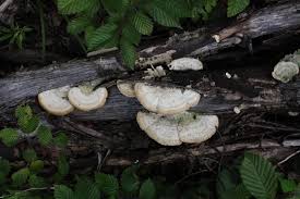Attēlu rezultāti vaicājumam “Trametes hirsuta”