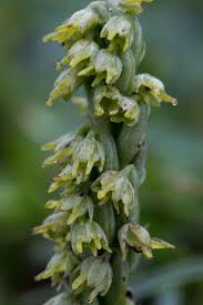 Attēlu rezultāti vaicājumam “Herminium monorchis flower”