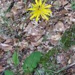 Attēlu rezultāti vaicājumam “Hieracium vulgatum”