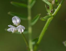 Attēlu rezultāti vaicājumam “Vicia hirsuta flower”