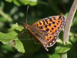 Attēlu rezultāti vaicājumam “Clossiana euphrosyne upperside”