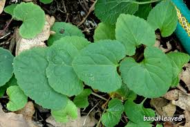 Attēlu rezultāti vaicājumam “Campanula rapunculoides leaf”