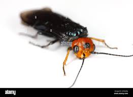 Attēlu rezultāti vaicājumam “Pamphiliidae”