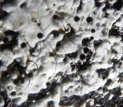 Attēlu rezultāti vaicājumam “Comatricha sp.”