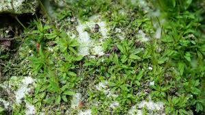 Attēlu rezultāti vaicājumam “Tortula lingulata”