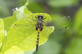 Attēlu rezultāti vaicājumam “Leucorrhinia pectoralis”